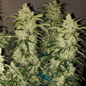 Zweet Auto RBX2 Ethos Genetics