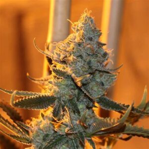 Columbian Gold Twisted Autoflower