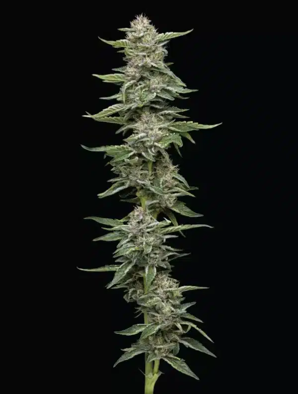 Garlic Budder Humboldt Seed Co.