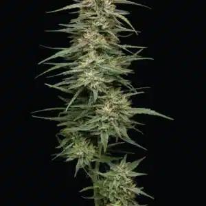 Raspberry Parfait Humboldt Seed Co. Raspberry Parfait Humboldt Seed Co.
