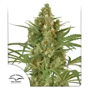 Snow Bud Dutch Passion