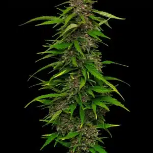 Squirt Humboldt Seed Co. Squirt Humboldt Seed Co.