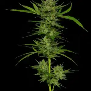Slightly Stoopid – Stoopid Fruits Humboldt Seed Co. Slightly Stoopid – Stoopid Fruits Humboldt Seed Co.