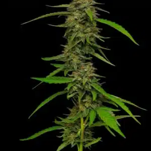 Strawberry Cheesecake Humboldt Seed Co. Strawberry Cheesecake Humboldt Seed Co.