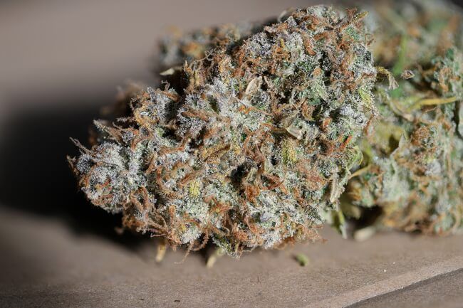 Jealousy Twisted Autoflower