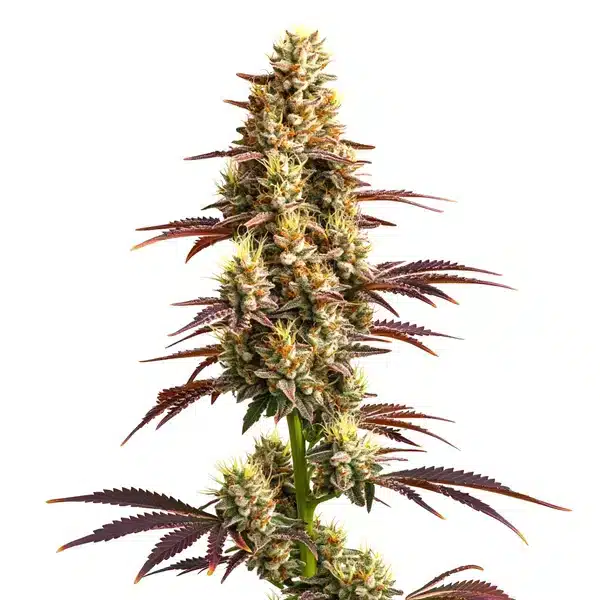 Super Boof Twisted Autoflower Super Boof Twisted Autoflower