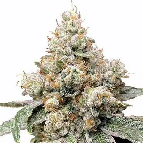 Alien OG Twisted Autoflower Alien OG Twisted Autoflower