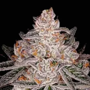 Gary Payton Twisted Autoflower