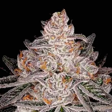 Gary Payton Twisted Autoflower Gary Payton Twisted Autoflower