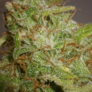 Slurricane Twisted Autoflower