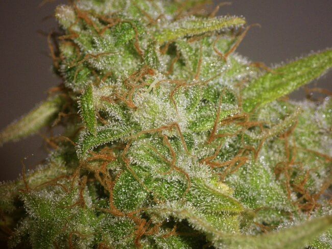Slurricane Twisted Autoflower