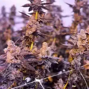 White Truffle Twisted Autoflower White Truffle Twisted Autoflower