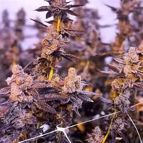 White Truffle Twisted Autoflower White Truffle Twisted Autoflower