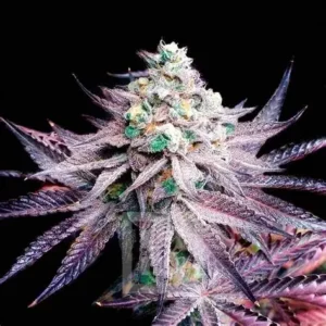 White Truffle Twisted Photoperiod