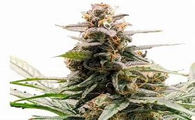 Godfather OG – Autoflower Twisted Autoflower