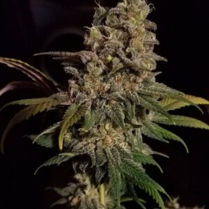 CBD – Kush – Autoflower CBD Strains