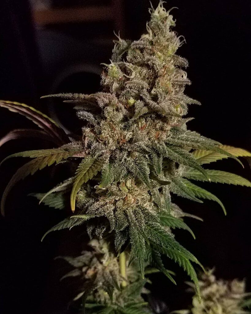 CBD – Kush – Autoflower CBD Strains