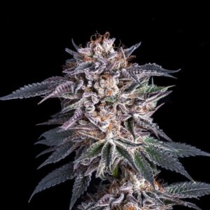 Obama Kush – Auto Twisted Autoflower