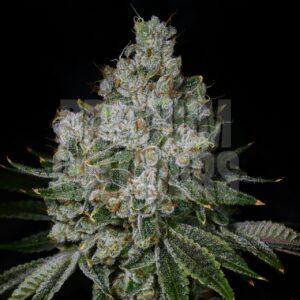GARLIC BREATH – PHOTO Twisted Photoperiod