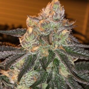 London Pound Cake – Auto Twisted Autoflower