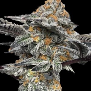 Peanut Butter Breath – Auto Twisted Autoflower