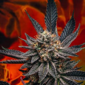 ZOOKIES – PHOTO Twisted Photoperiod