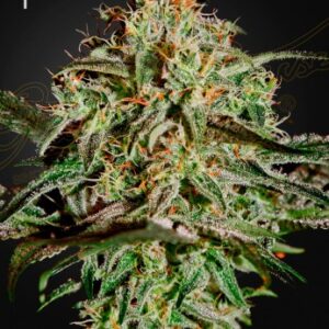 A.M.S Green House Seed Company
