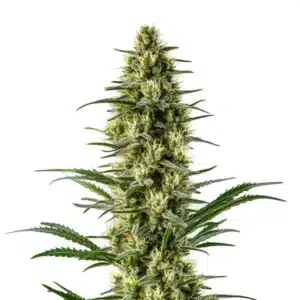 Agent Orange Twisted Photoperiod Agent Orange Twisted Photoperiod