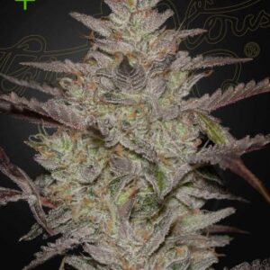 Alienz Auto Green House Seed Company