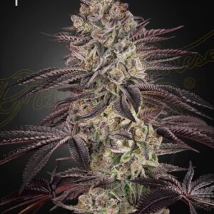 Biscotti Green House Seed Company