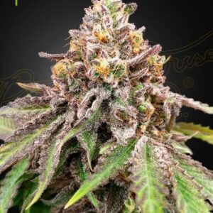 Blue Haze X Gelato 41 Auto Green House Seed Company