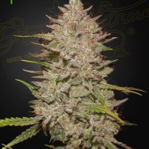 Chemical Candy Auto Green House Seed Company