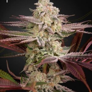 Chemical Bride Green House Seed Company