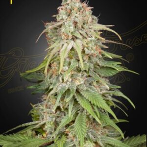 GH Amnesia Green House Seed Company
