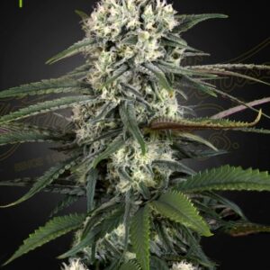 AUTO-BOMB Green House Seed Company