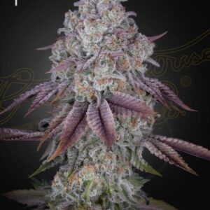 Persian Pie Green House Seed Company