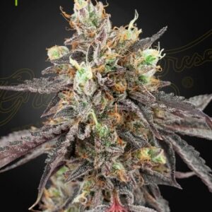 Gelato 41 X Gelato 41 Green House Seed Company