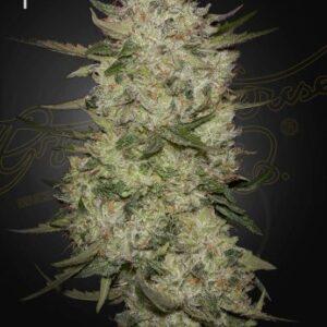 Highcloudz Auto Green House Seed Company
