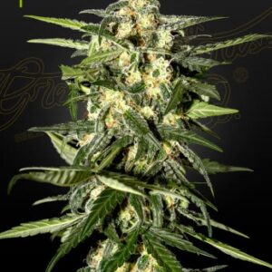Jack Herer Auto Green House Seed Company