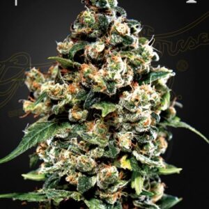 Jack Herer Green House Seed Company