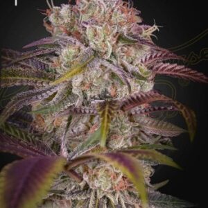 Gran Jefa Green House Seed Company