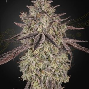 Skywalker Auto Green House Seed Company