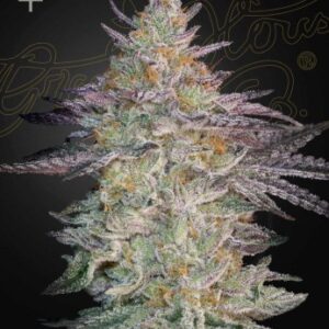Super Lemon Haze X GMO Green House Seed Company
