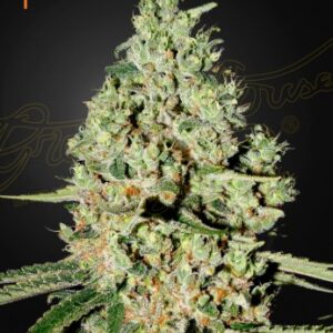 Super Critical Auto Green House Seed Company