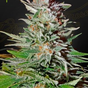Super Lemon Haze Auto Green House Seed Company