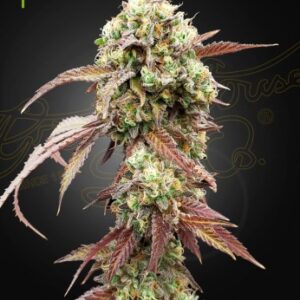 West Coast OG X Gelato Auto 41 Green House Seed Company