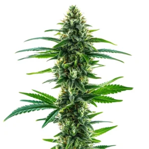 Khalifa Kush Twisted Photoperiod Khalifa Kush Twisted Photoperiod