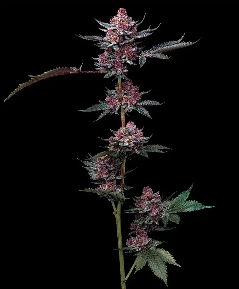 CHERRY POPPERS Barney's Farm CHERRY POPPERS Barney's Farm