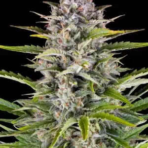 GORILLA Z AUTO Barney's Farm