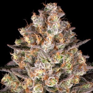 HINDU KUSH Barney's Farm